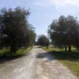 Le alte strutture sono l� a indicare l�accesso alla tenuta agricola, raggiungibile attraverso un viottolo che si inoltra nella silenziosa campagna, tra alberi di ulivo e mandorli in fiore
